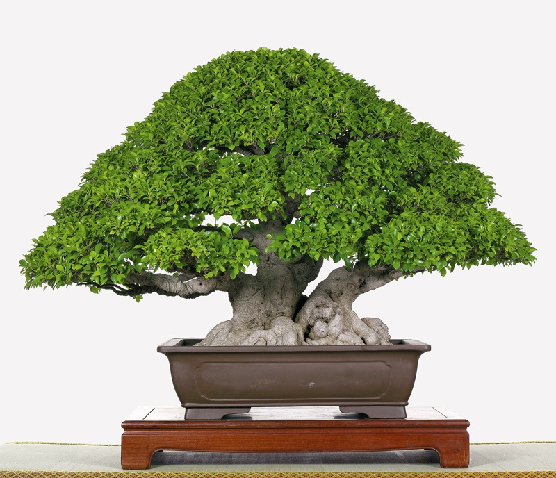 Bonsai Suiseki Magazine - Il Ficus