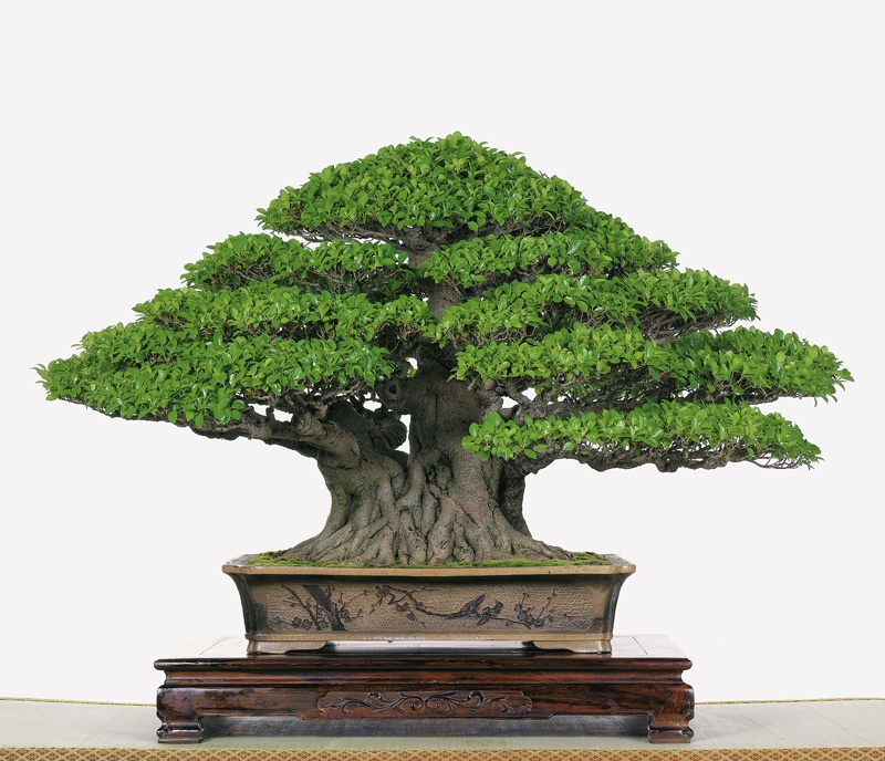 Bonsai Suiseki Magazine - Il Ficus