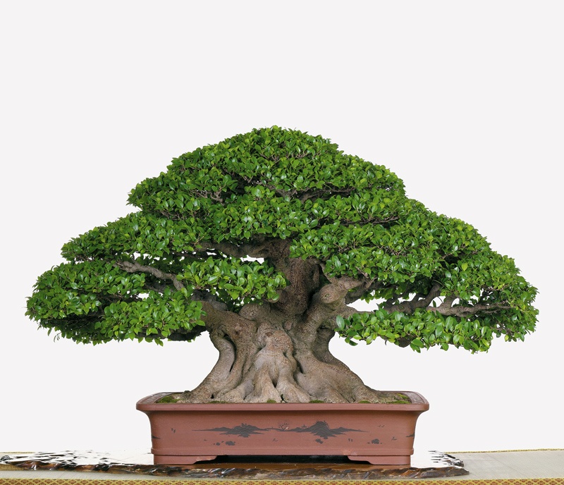 Bonsai Suiseki Magazine - Il Ficus