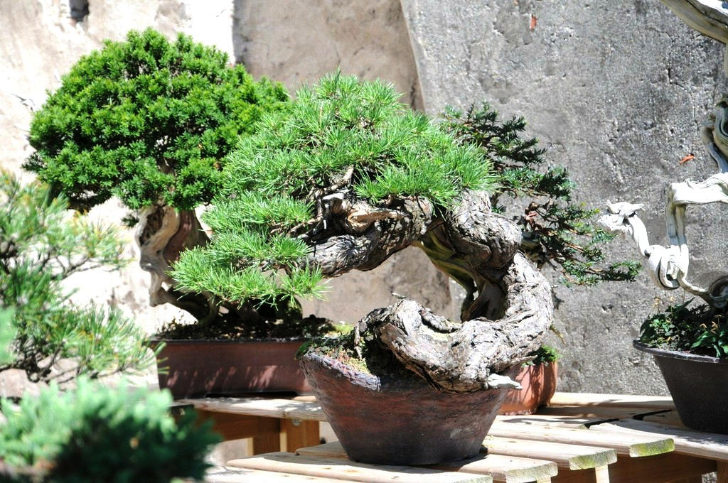 Bonsai Suiseki Market