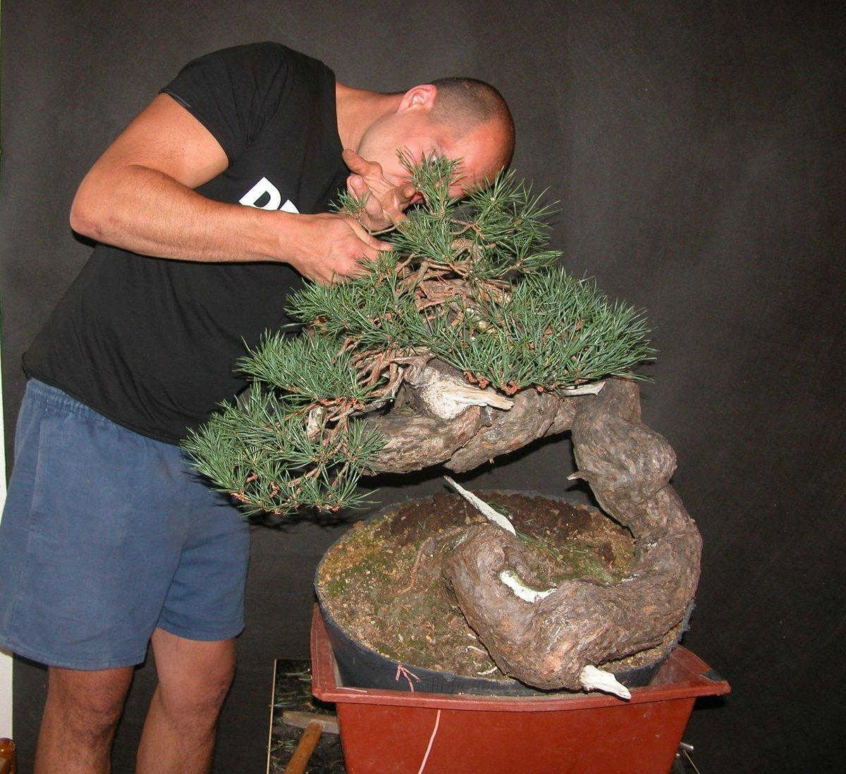 Bonsai Suiseki market