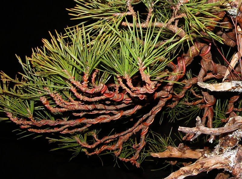 Bonsai Suiseki Market