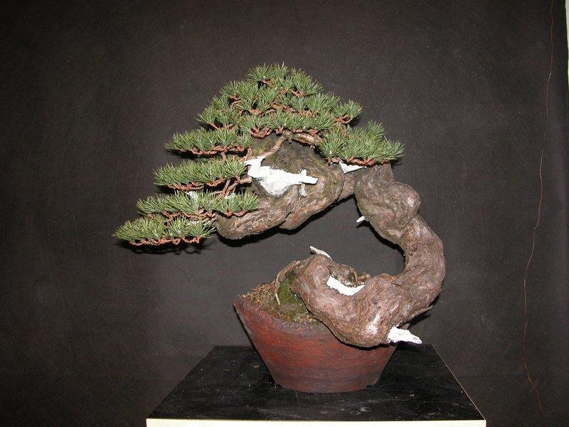 Bonsai Suiseki Market