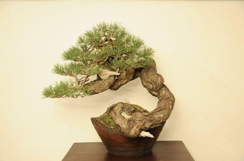 Bonsai Suiseki Market