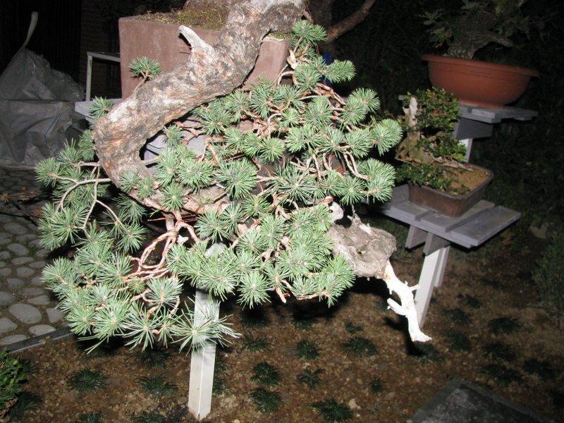 Bonsai Suiseki Magazine