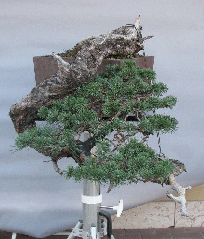 Bonsai Suiseki Magazine