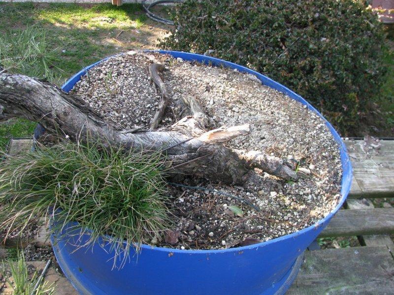 Bonsai Suiseki Magazine