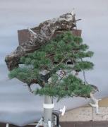 Bonsai Suiseki Magazine